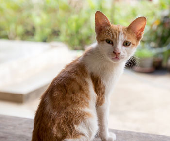 Portrait of ginger cat on footpath