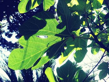 Low angle view of leaves on tree