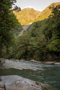 Scenic view of river flowing through forest