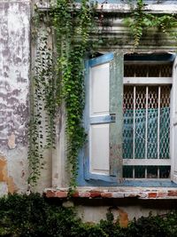 Close-up of ivy growing on window