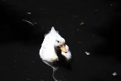 Close-up of swan swimming in lake