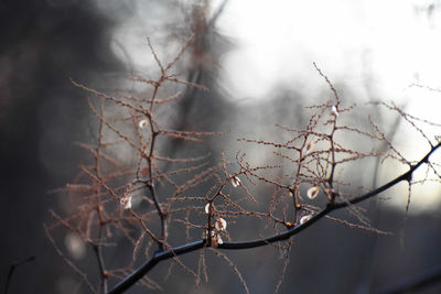 Close-up of bare tree during winter