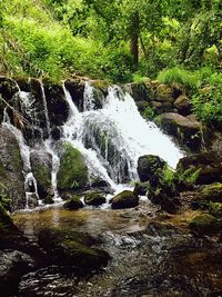 Scenic view of waterfall in forest