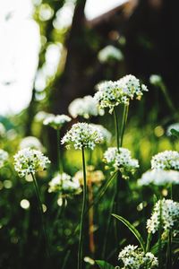 Close-up of flowers blooming outdoors