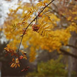 Close-up of autumnal leaves against blurred background