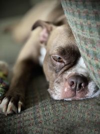 Close-up portrait of a dog resting