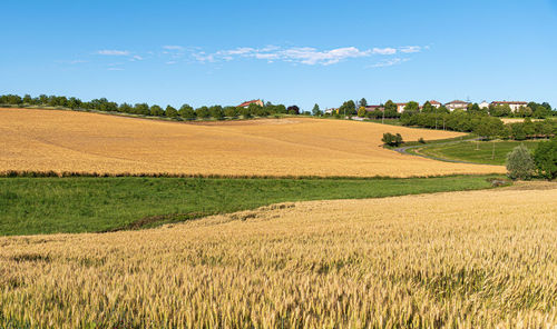Scenic view of agricultural field against sky