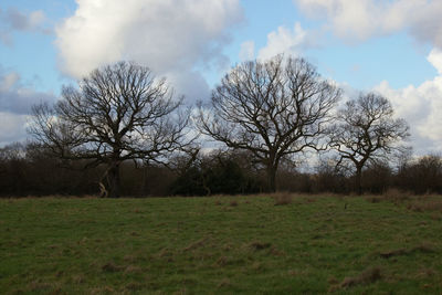 Bare trees on field against sky