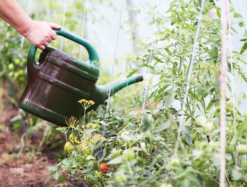 Cropped image of person hand watering plants