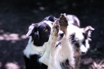 Portrait of dog