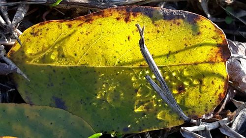 Close-up of yellow leaves on plant