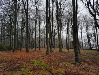 Trees on field in forest