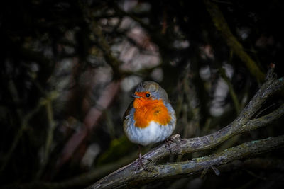 Close-up of bird perching on branch