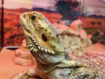 Close-up of lizard