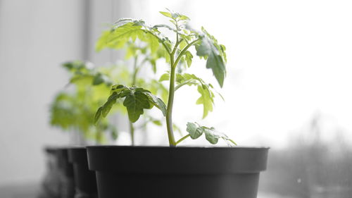 Close-up of potted plant