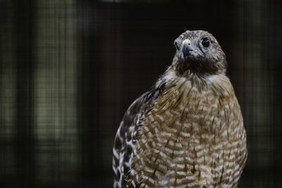 Close-up portrait of owl in zoo