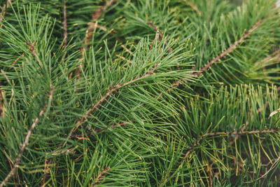 Fluffy green branches fir-tree with green needles, top view