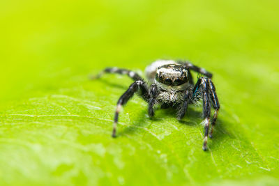 Close-up of spider on leaf