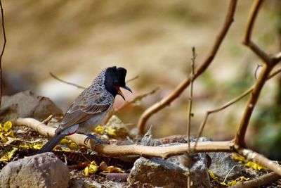 Close-up of bird perching on rock