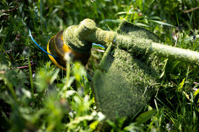 Close-up of lizard on field