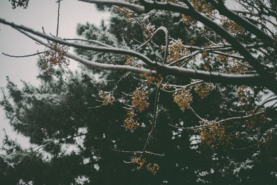 Low angle view of snow covered trees against sky