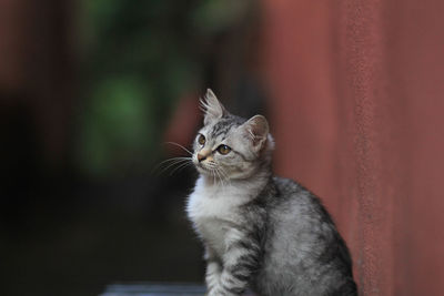 Close-up of cat looking away