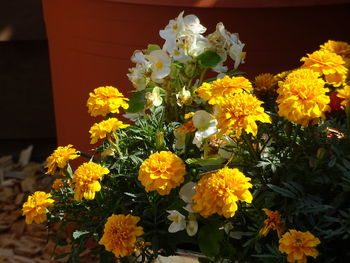 High angle view of flowering plants