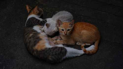 High angle view of cats resting