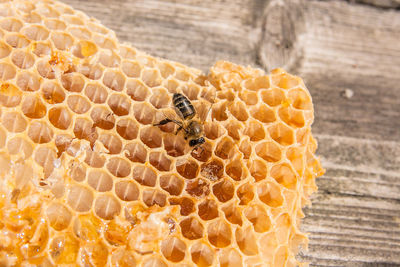 Close-up of bee on beehive over table