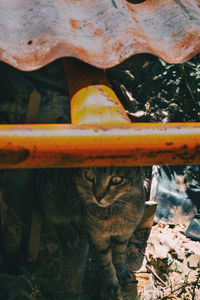 Stray cat hiding in a corner of the city on a summer day