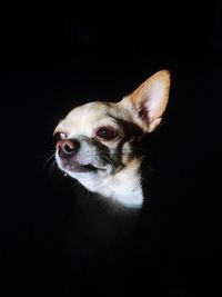 Close-up of cat against black background