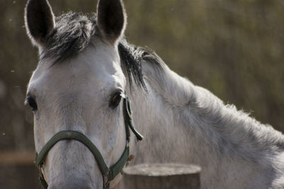 Close-up of horse