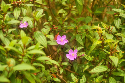 Close-up of pink flowering plant