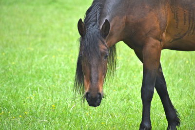 Horse grazing in a field