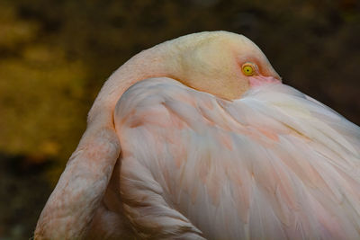 Close-up of a bird