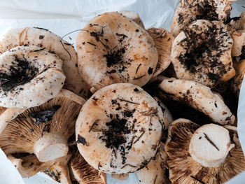 Close-up of mushrooms