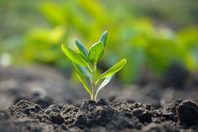 Close-up of small plant growing on field