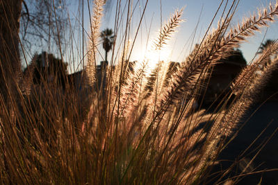 Close-up of crops growing on field against sky