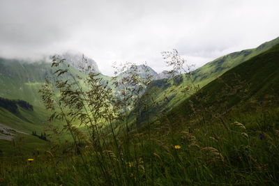 Plants growing on land against sky