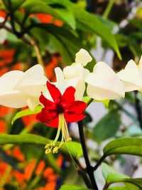 Close-up of red flowering plant