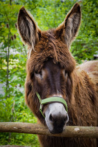 Close-up of horse