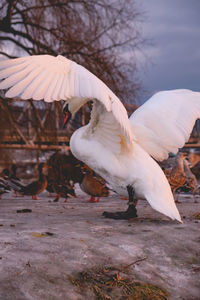 Close-up of swan on field