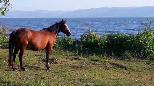 Horse standing by sea against sky