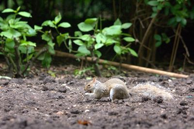 Close-up of squirrel on ground