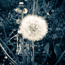 Close-up of dandelion flower