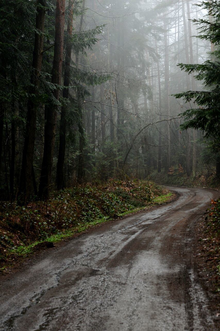 tree, the way forward, forest, transportation, road, tranquility, nature, tranquil scene, diminishing perspective, tree trunk, dirt road, growth, empty road, vanishing point, woodland, beauty in nature, day, no people, scenics, non-urban scene