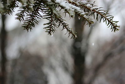 Close-up of tree during winter