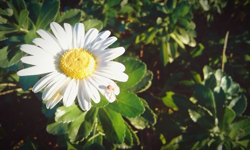 Close-up of flower blooming outdoors