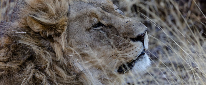 A male lion at erindi, a private owned wildpark in namibia