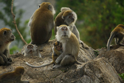 The wild monkeys are in the lake toba region. north sumatera, indonesia.